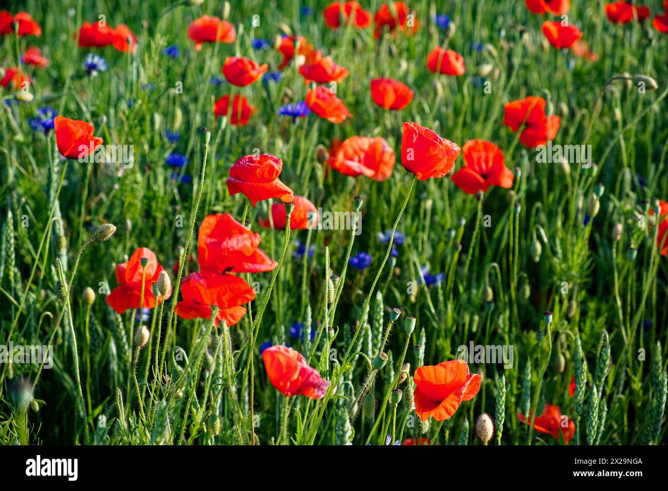 Lebendige Mohnblumen blühen auf einem üppigen Feld. Stockfoto