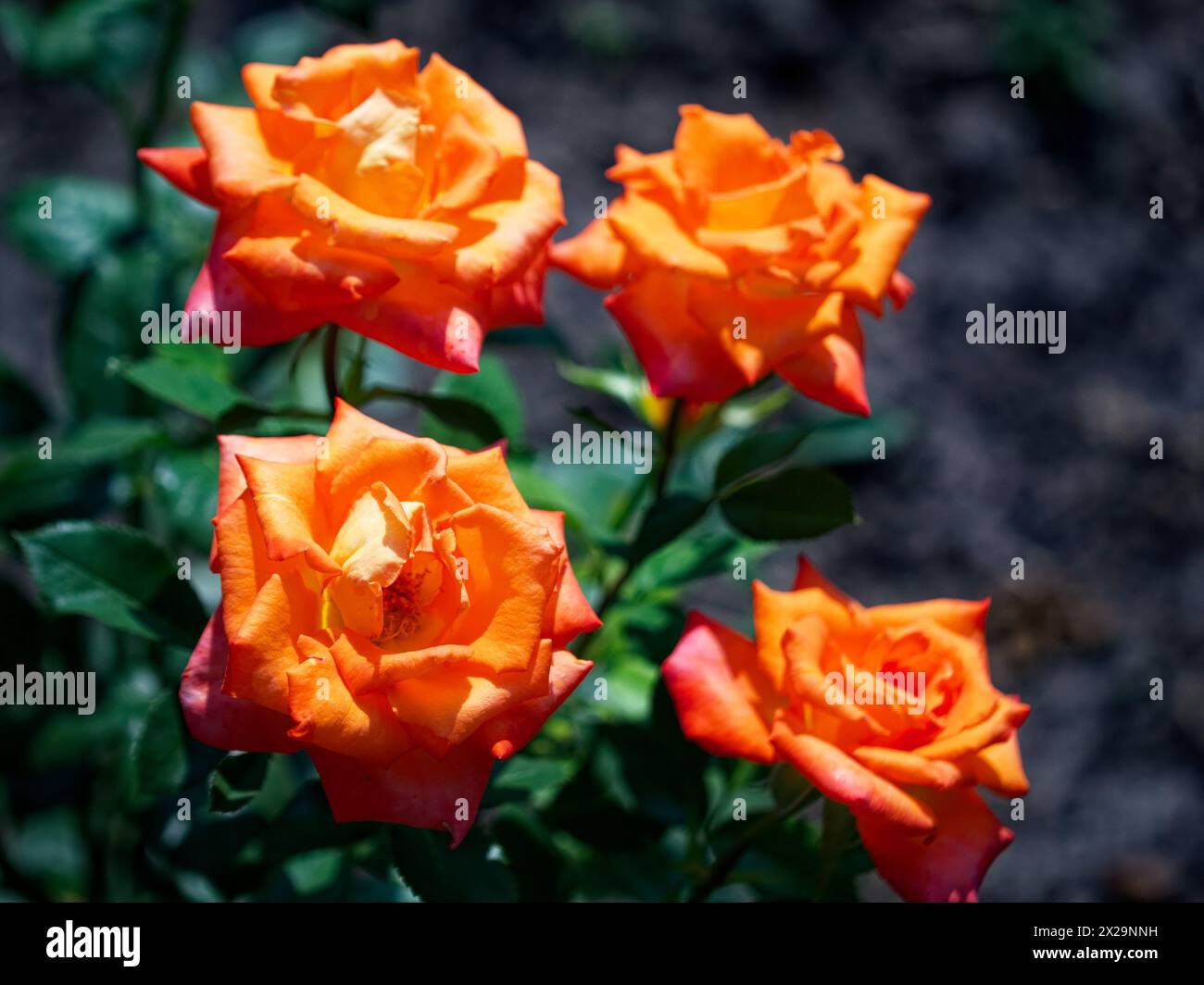 Leuchtend orange Rosen mit sattem grünem Laub, erfasst in natürlichem Licht. Stockfoto