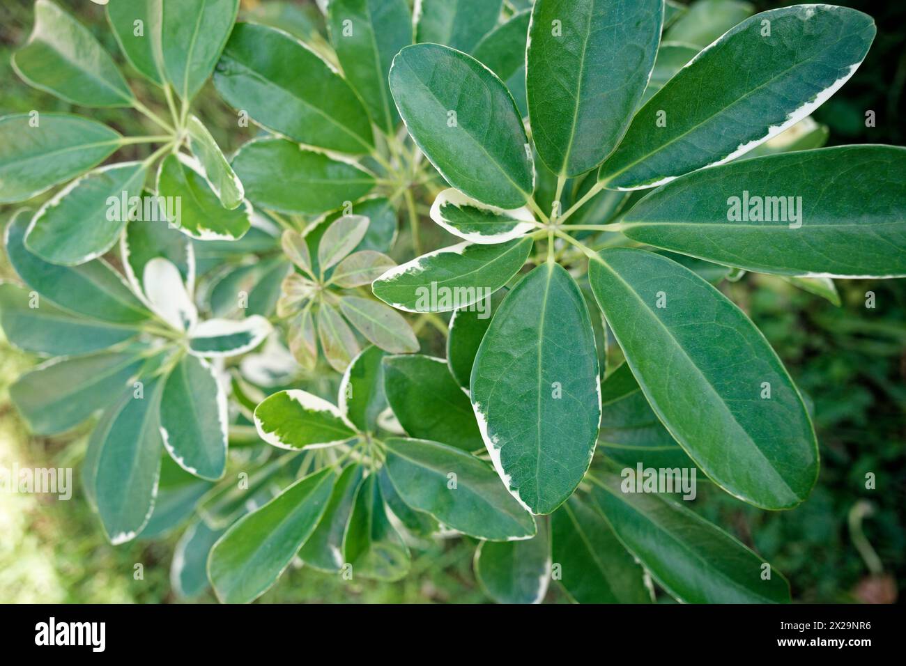 Kleine Blätter der Pflanze schefflera arboricola Stockfoto