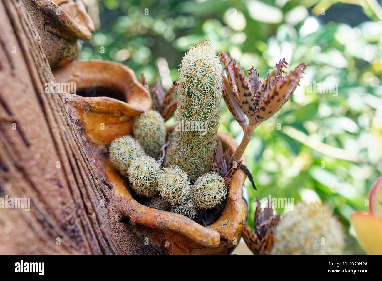 Mammillaria elongata in einem kleinen dekorativen Topf Stockfoto