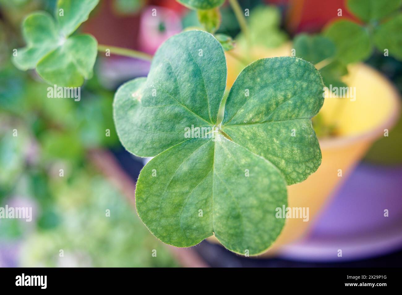 Trifolium-Blätter in schlechtem Zustand mit Pilz Stockfoto