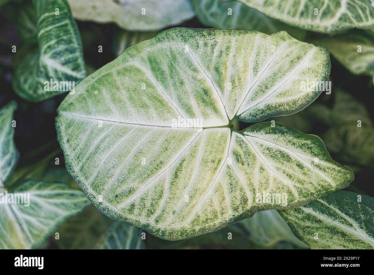 Grosse perfekte Blätter der Pflanze Syngonium podophyllum Stockfoto
