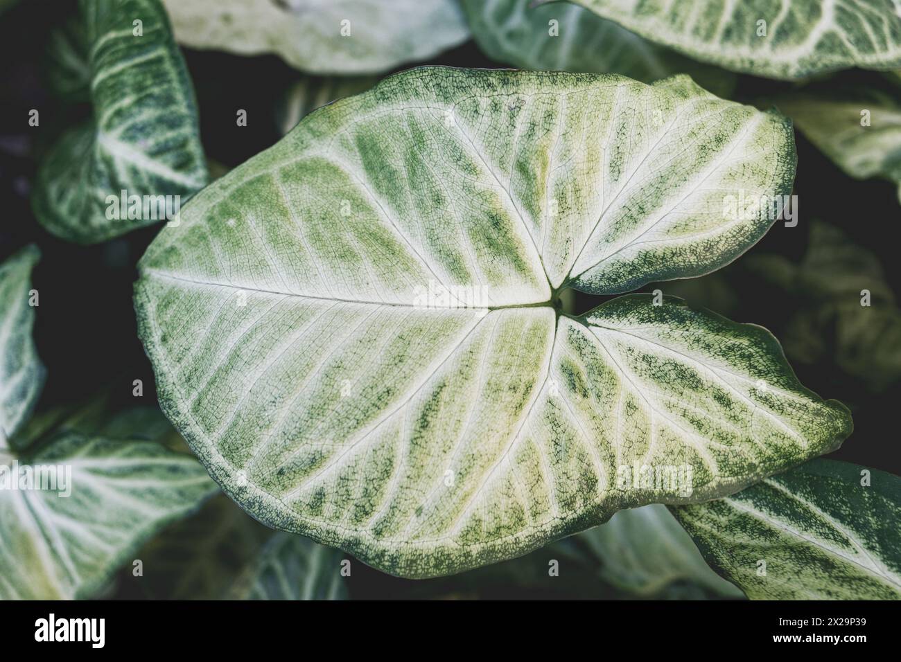 Grosse perfekte Blätter der Pflanze Syngonium podophyllum Stockfoto