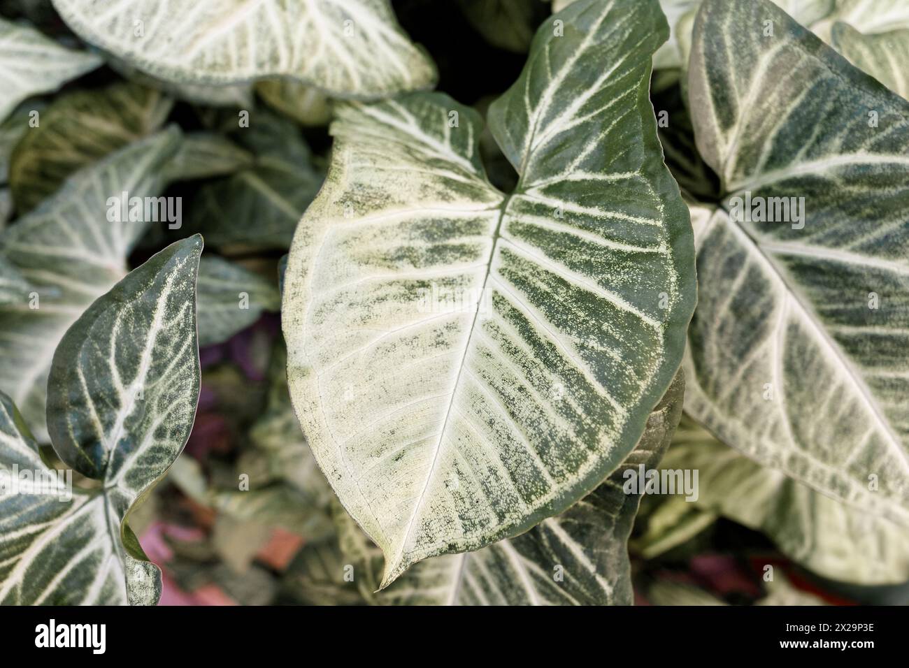 Grosse perfekte Blätter der Pflanze Syngonium podophyllum Stockfoto