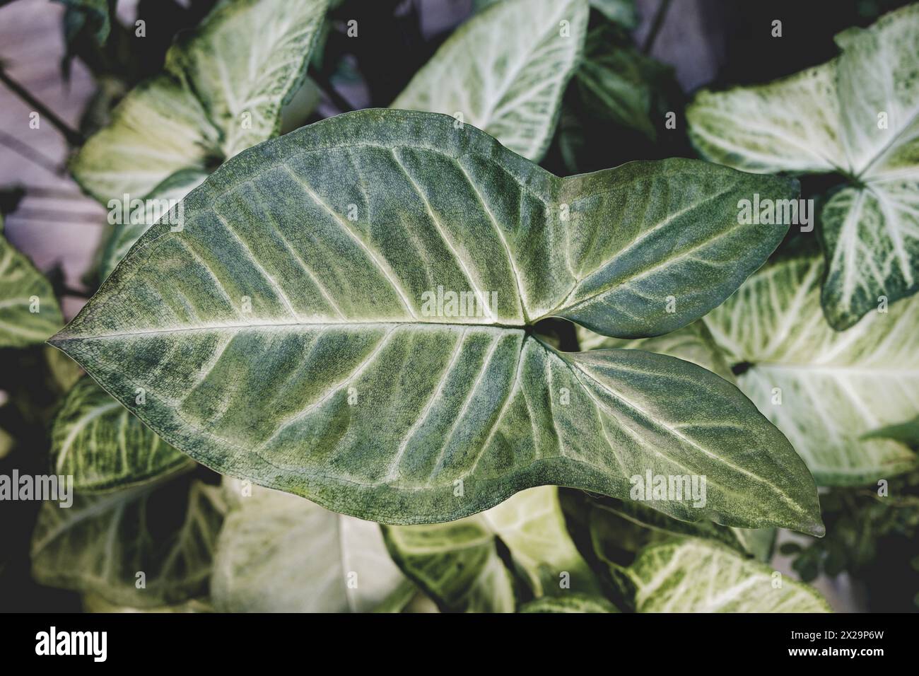 Grosse perfekte Blätter der Pflanze Syngonium podophyllum Stockfoto