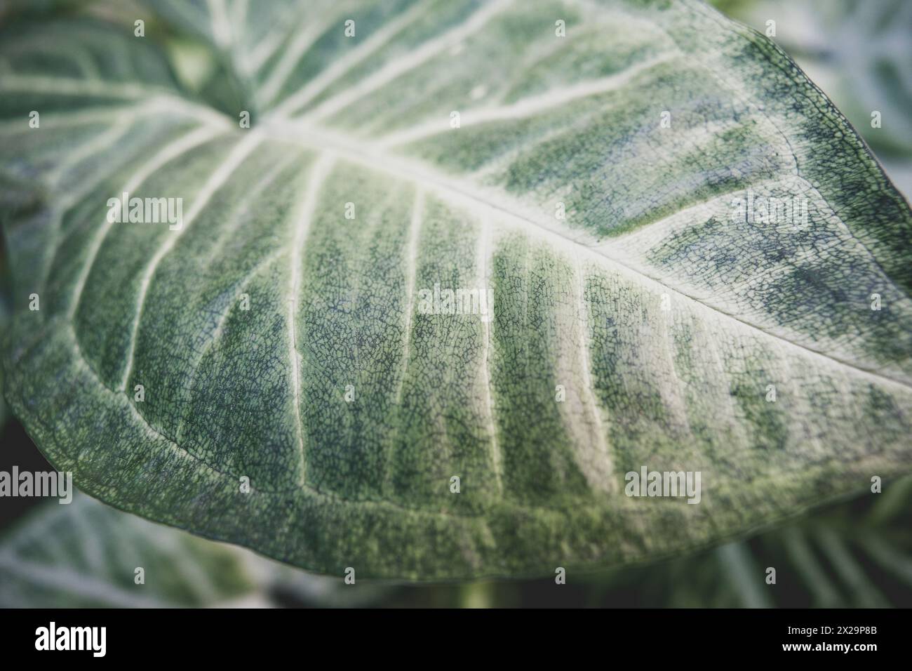 Grosse perfekte Blätter der Pflanze Syngonium podophyllum Stockfoto
