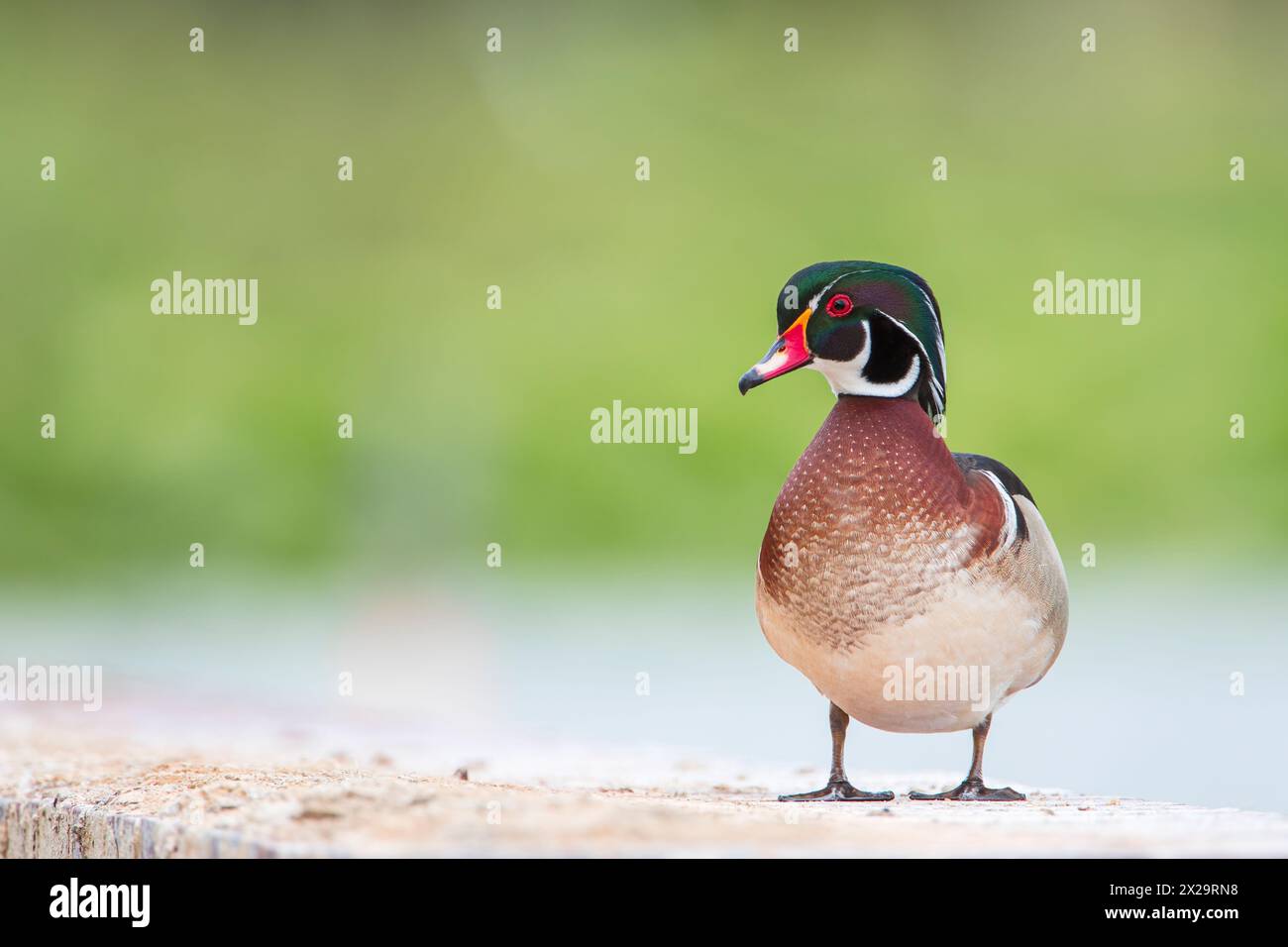 Männliche amerikanische Holzente (Aix sponsa) am Lake Morton, Florida, USA Stockfoto