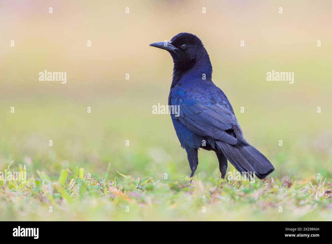 Bootsschwanzgrackle (Quiscalus Major) im Grasland, Lake Parker, Florida, USA Stockfoto