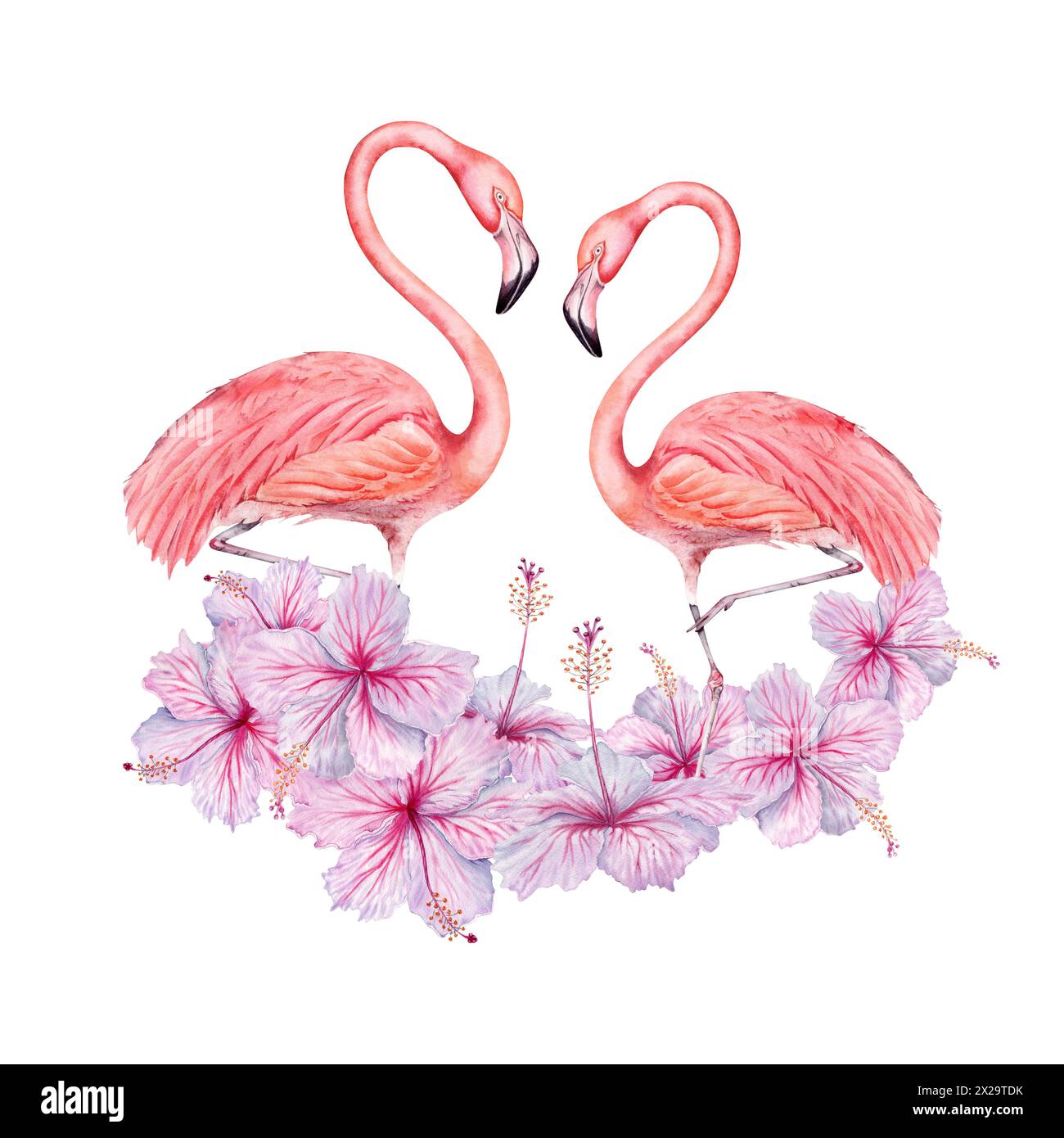 Zwei Flamingovögel mit Hibiskusblüten Aquarellkomposition. Handgezeichnete Illustration isoliert auf weißem Hintergrund. Für tropische Karten, Einladungen Stockfoto