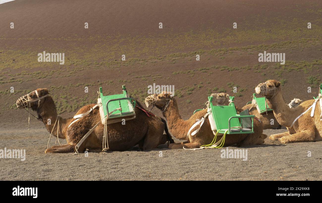 Lanzarote, Kanarische Inseln. Touristen machen einen Kamelritt im Timanfaya Nationalpark auf Lanzarote. Es ist eine beliebte Touristenattraktion. Stockfoto