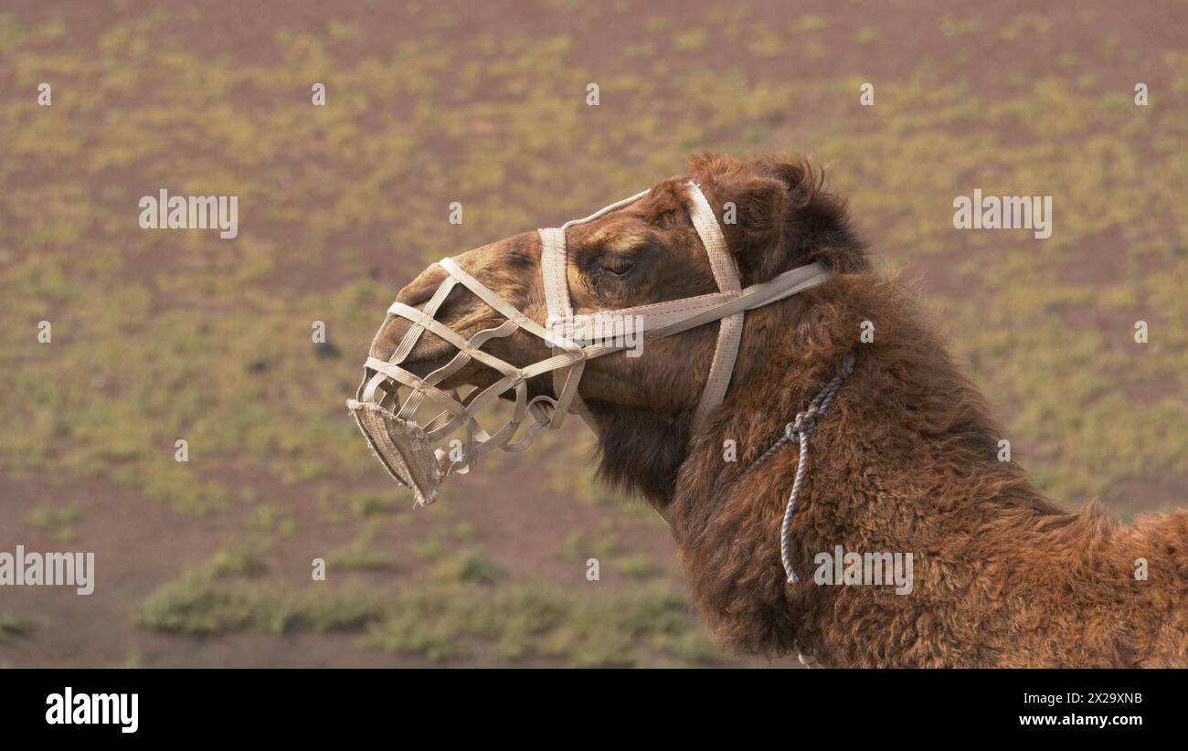 Lanzarote, Kanarische Inseln. Touristen machen einen Kamelritt im Timanfaya Nationalpark auf Lanzarote. Es ist eine beliebte Touristenattraktion. Stockfoto