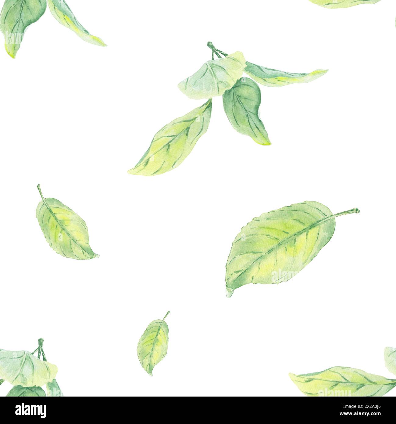Blätter grünes Apfelfrucht Aquarell nahtloses Muster auf weißem Hintergrund, handgemalt im botanischen Stil, für Textil, Tapete, Postkarte, Hochzeit Stockfoto