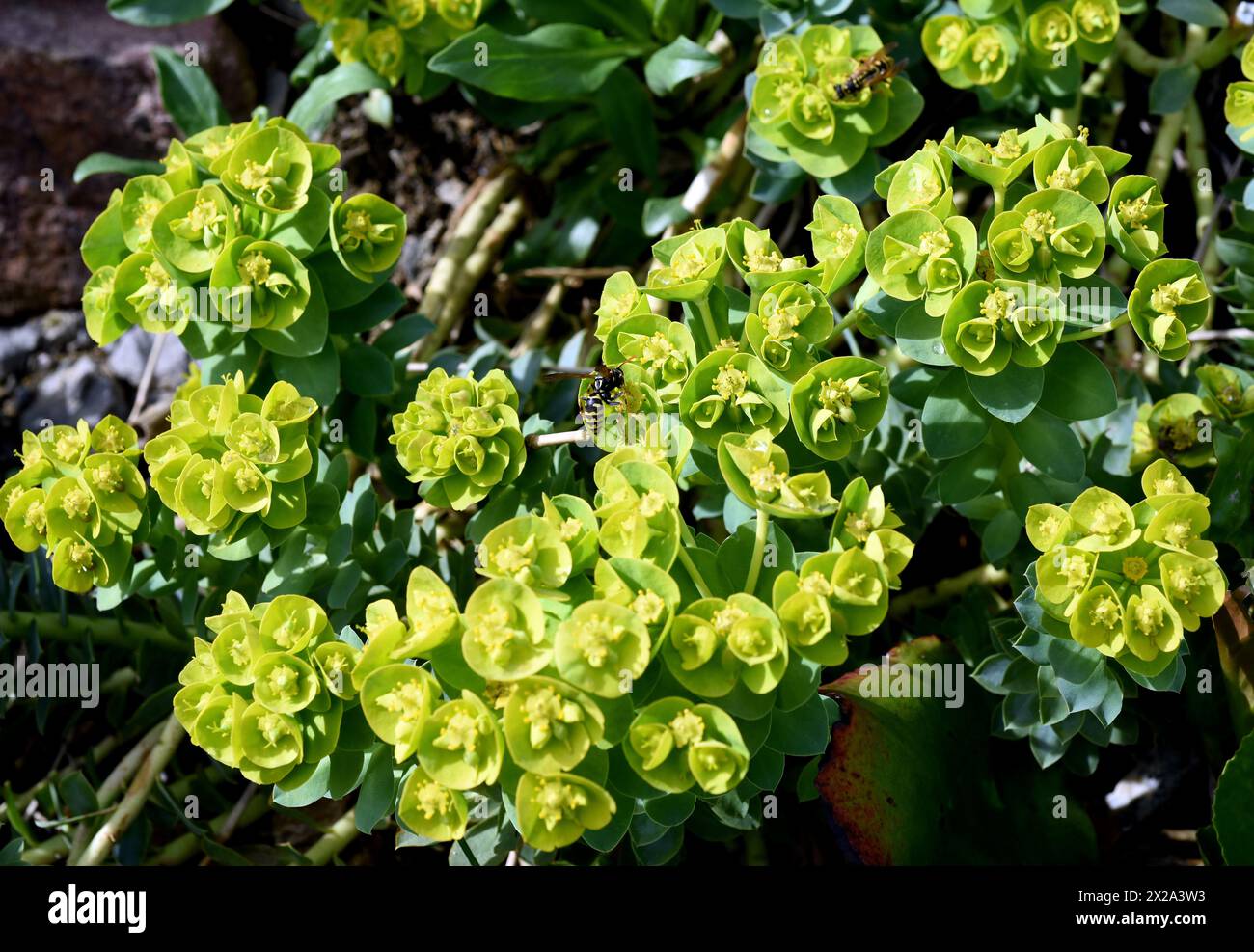 WALZEN-Wolfsmilch, Euphorbia myrsinites ist eine schoene Pflanze mit gruenen Blueten. Roller Spurr ist eine wunderschöne Pflanze mit grünen Blumen. Stockfoto