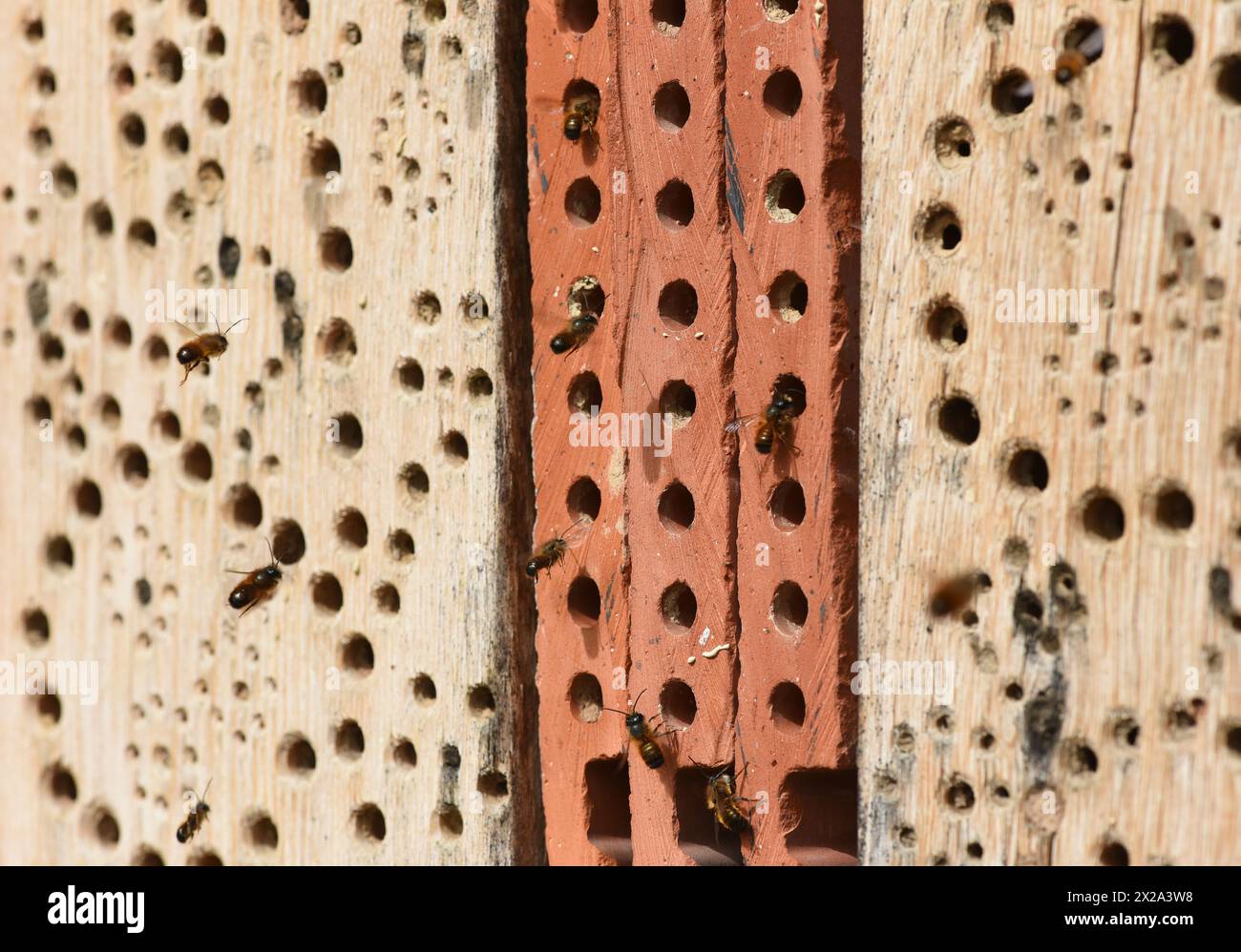 Insektenhotels dienen Insekten, vor allem Wildbienen, als Unterschlupf und Brutstaette. Insektenhotels dienen Insekten, vor allem Wildbienen, als Regal Stockfoto