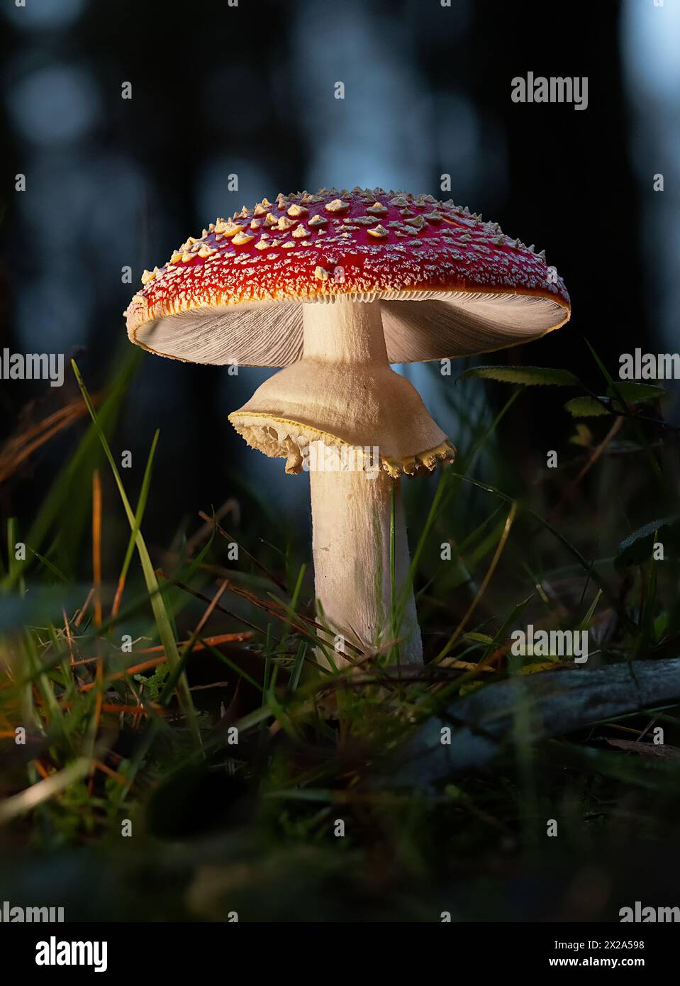 Heller Fliegenpilz im Wald Stockfoto