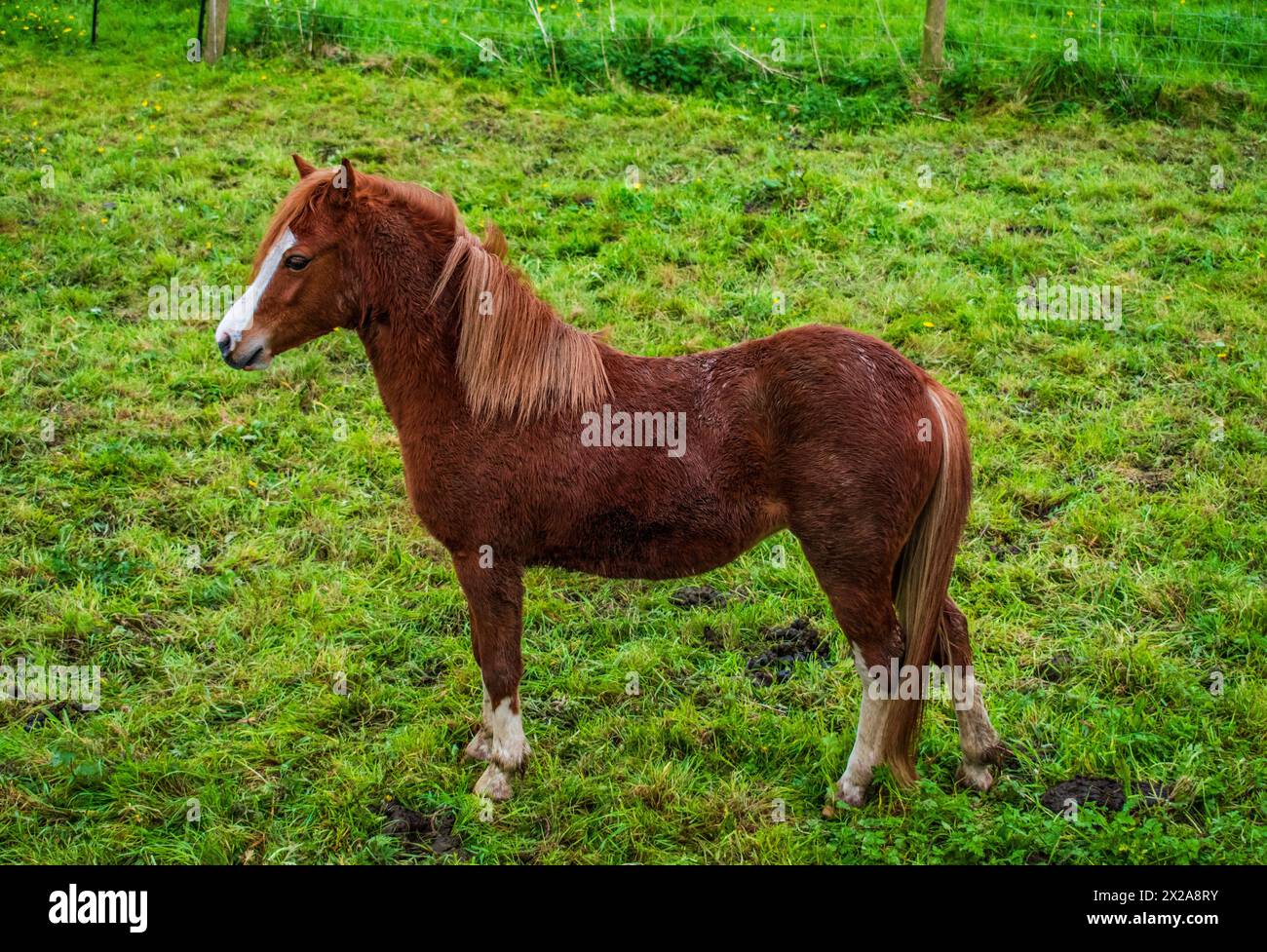 Ein walisisches Pony. Stockfoto