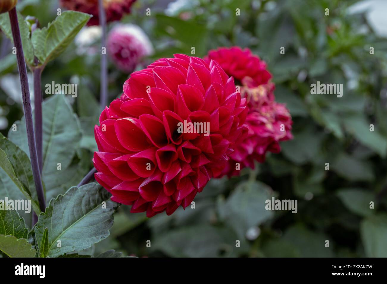 Leuchtend rote Dahlien - umgeben von üppig grünen Blättern. Aufgenommen in Toronto, Kanada. Stockfoto