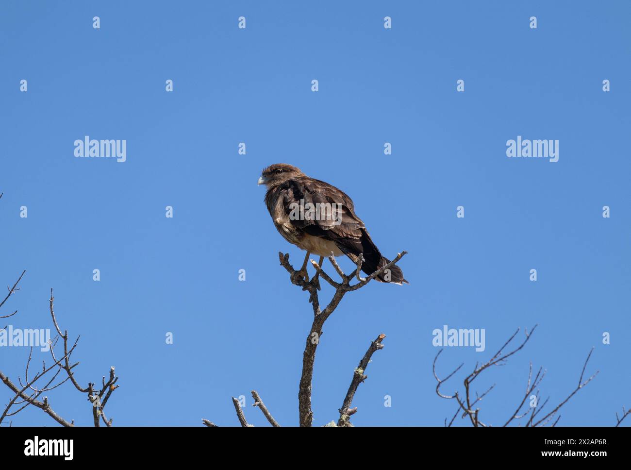 Vertikale Unteransicht des Raptor Chimango Caracara (Daptrius chimango) Vogels, der auf Ästen posiert und in die Ferne blickt Stockfoto