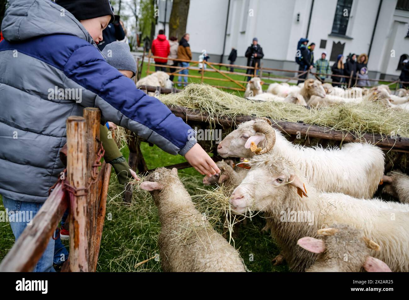 Ludzmierz, Polen 21. April 2024. Die Kinder füttern eine Schafherde, während die Weidezeit mit traditionellen Folklore- und religiösen Feierlichkeiten beginnt, die lokal Redyk genannt werden, in der Tatra in Ludźmierz, Südpolen. Redyk beginnt traditionell um den 23. April, eine Zeit, in der Schafhirten, die lokal Baca genannt werden, Schafherden aus Dörfern aufwärts nehmen, weg von der Zivilisation für die etwa ein halbes Jahr dauernde Weidezeit. Der Beginn der Saison ist eine festliche Zeit für die Hochländer aus Tatra, und dieser Teil von Karpaty, da Schafzucht historisch gesehen eine wichtige Einkommensquelle für die regi ist Stockfoto