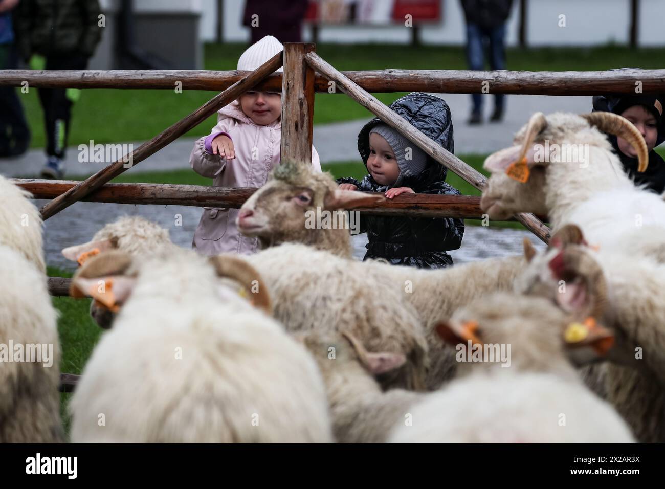 Ludzmierz, Polen 21. April 2024. Kinder beobachten eine Schafherde, während die Weidezeit mit traditionellen Folklore- und religiösen Feiern beginnt, die lokal Redyk genannt werden, in der Tatra in Ludźmierz, Südpolen. Redyk beginnt traditionell um den 23. April, eine Zeit, in der Schafhirten, die lokal Baca genannt werden, Schafherden aus Dörfern aufwärts nehmen, weg von der Zivilisation für die etwa ein halbes Jahr dauernde Weidezeit. Der Beginn der Saison ist eine festliche Zeit für die Hochländer aus Tatra und dieser Teil von Karpaty, da Schafzucht historisch gesehen eine wichtige Einkommensquelle für die Region ist Stockfoto