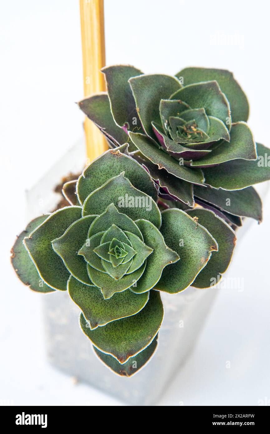 Crassula capitella turrita-Pflanze Sukkulent im Topf. Grüne kleine Blume auf weißem Hintergrund Stockfoto