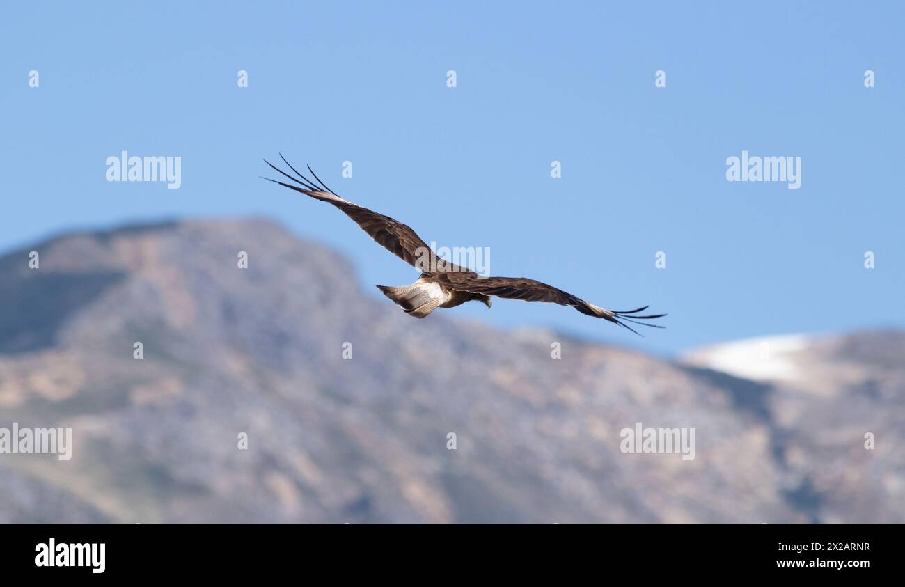 Vogel, der von der Kamera wegfliegt, mit einer Bergkette als Hintergrund Stockfoto