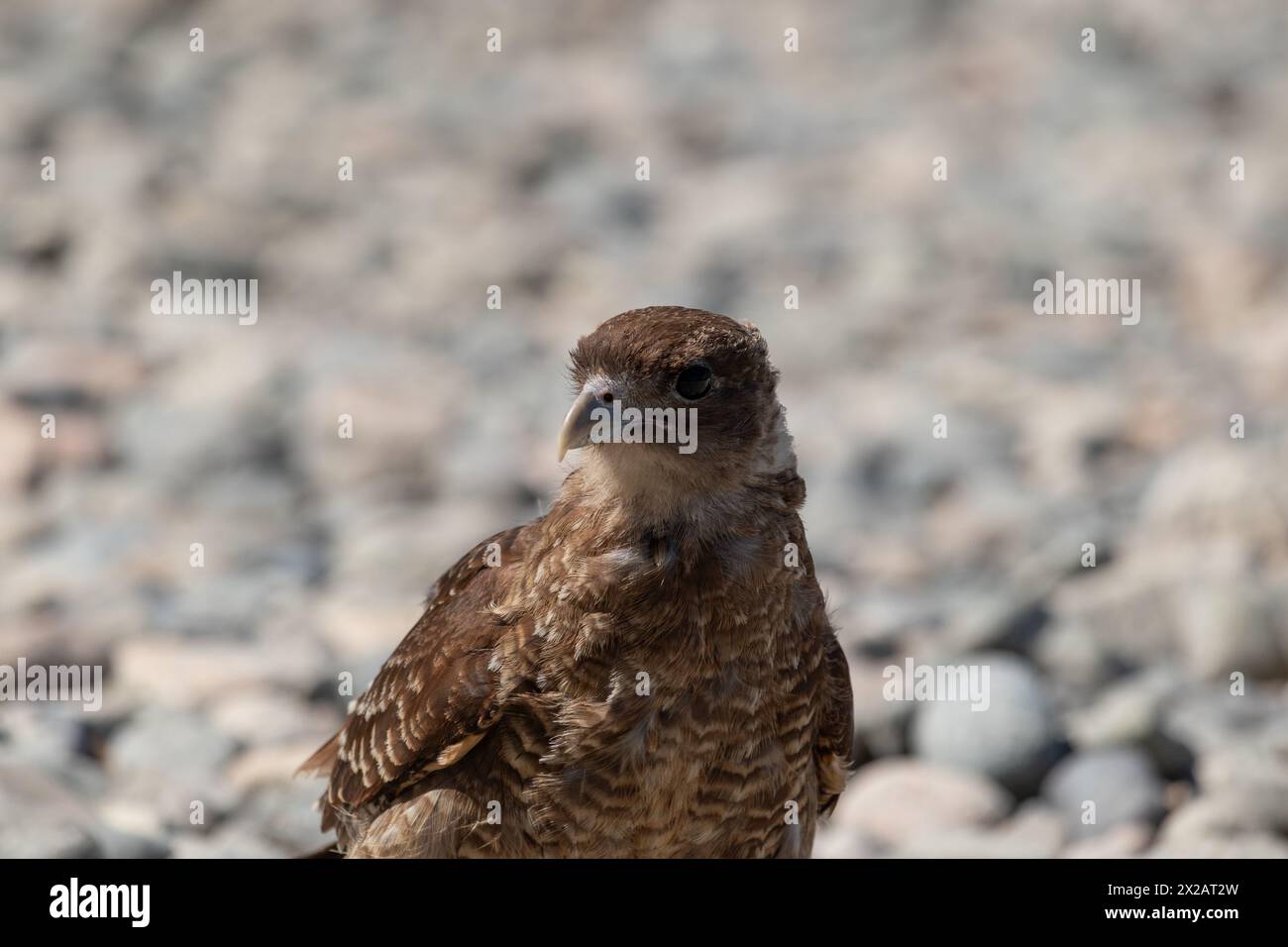 Horizontales Porträt des Chimango Caracara (Daptrius chimango) Vogels, der am felsigen Ufer nach Nahrung sucht Stockfoto