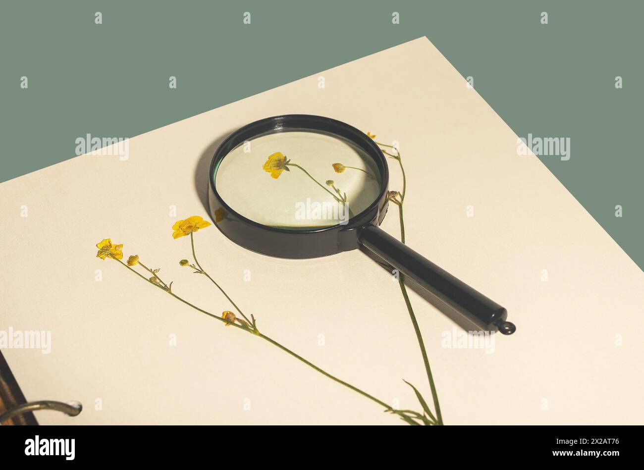 Herbarium-Blumenbuch. Trocken gepresste botanische Blätter und Blüten. Natur-inspirierte Frühlings- und Sommerkunst. Bio-botanische Kollektion für den Herbst. Stockfoto