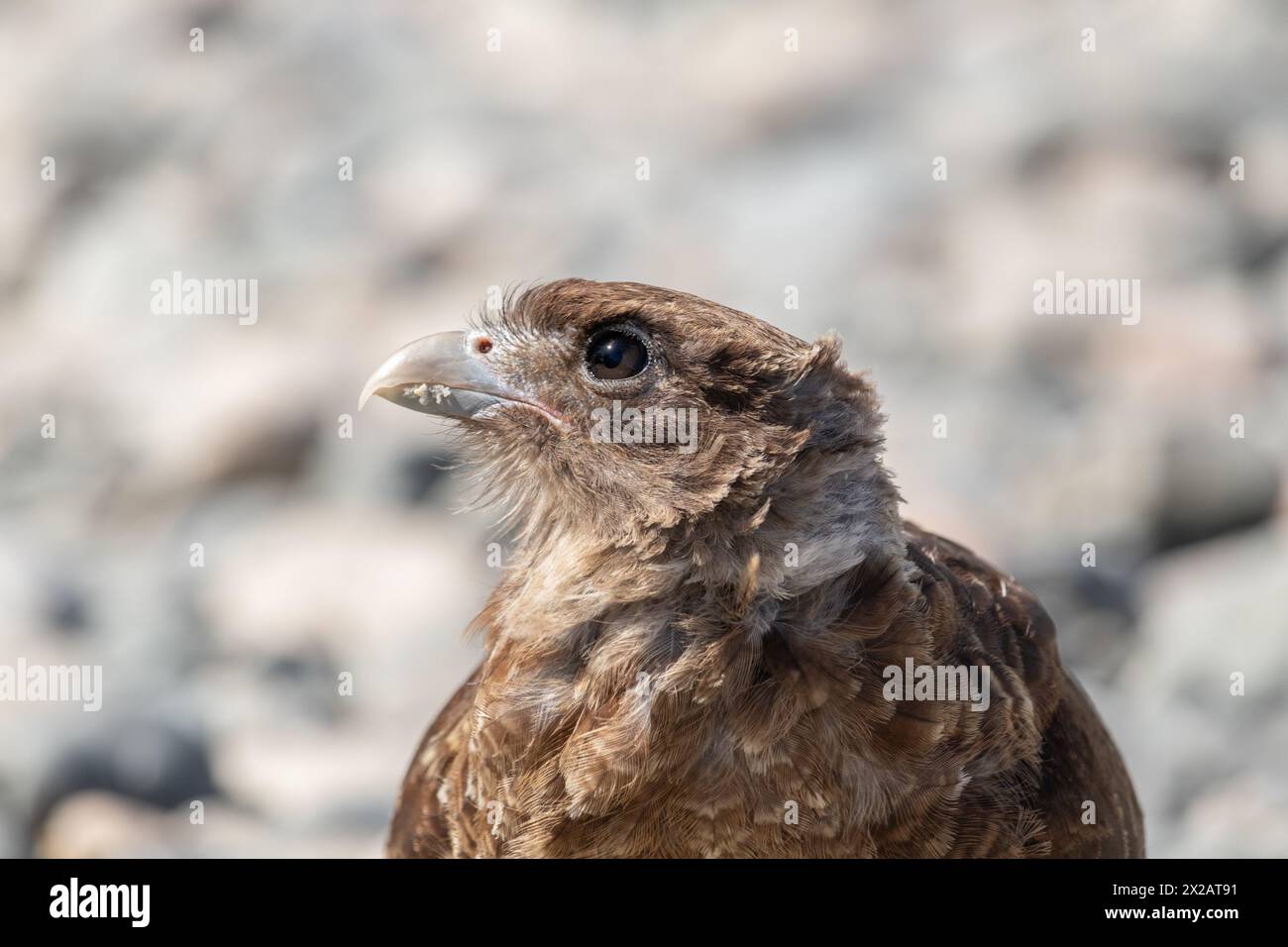 Horizontales Porträt des Chimango Caracara (Daptrius chimango) Vogels, der am felsigen Ufer nach Nahrung sucht Stockfoto