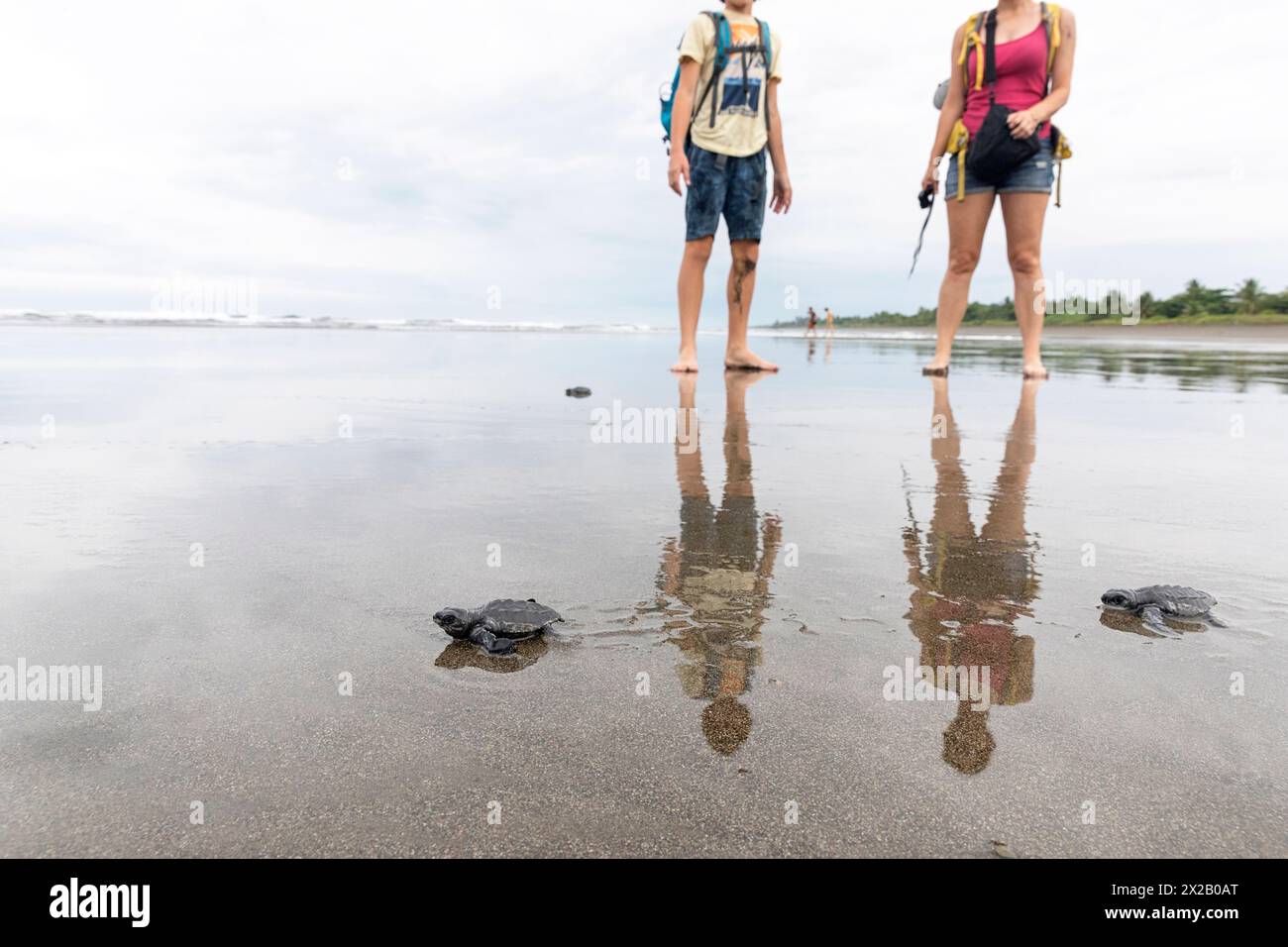 Touristen beobachten Baby Olive ridley Schildkröten (Lepidochelys olivacea), Laura Schildkröten verlassen den Strand, wo sie schlüpfen, Isla Damas Insel, Costa rica Stockfoto