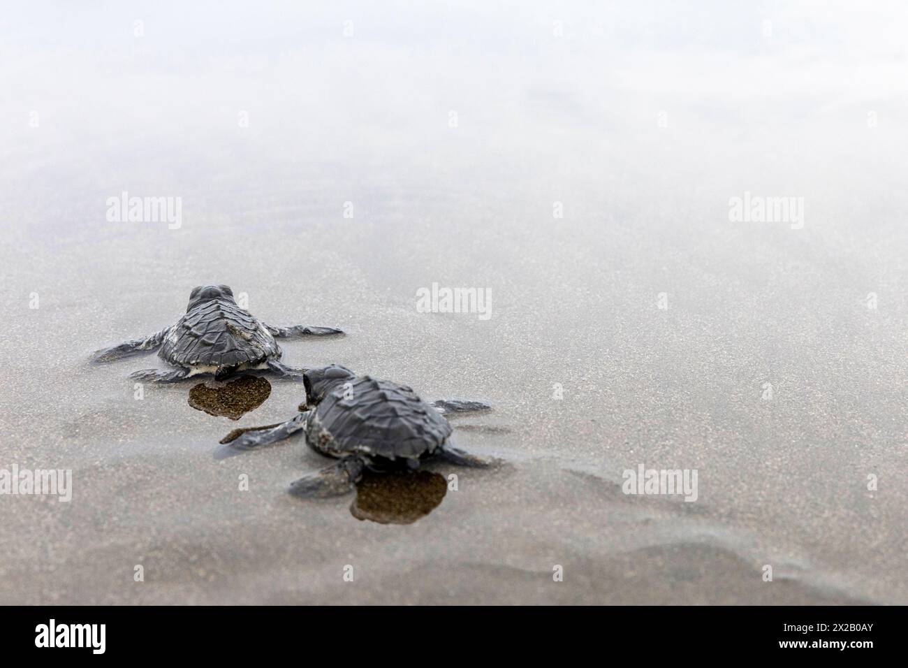 Wunderschöne Baby Olive ridley Schildkröten (Lepidochelys olivacea) oder Laura Schildkröten verlassen den Strand, wo sie auf der Insel Isla Damas in Costa rica schlüpfen Stockfoto