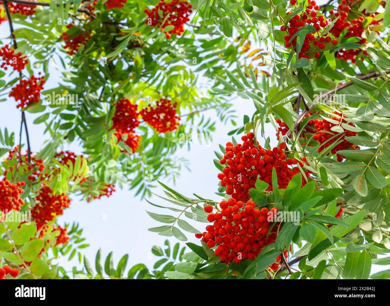 Rowan Beere auf einem Baum zwischen grünen Blättern. Hintergrund. Stockfoto