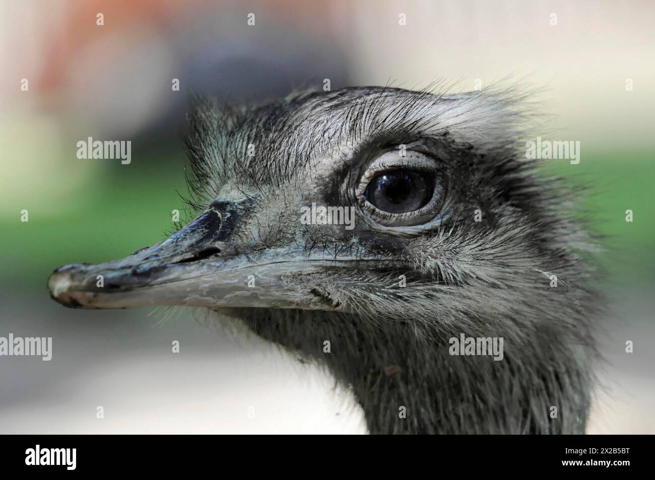 Emu (Dromaius novaehollandiae), im Zoo, Bayern, Porträt einer emu, gefangen, Nahaufnahme eines Straußenkopfes mit Augenfokus, Zoo, Bayern, Ger Stockfoto