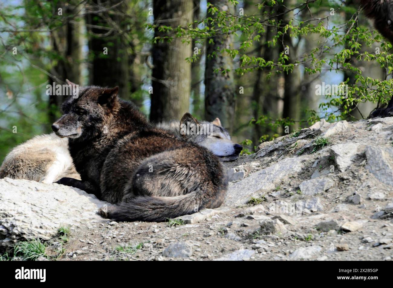 Mackenzie-Tal-Wolf (Canis Lupus occidentalis), Gefangener, Deutschland, Europa, zwei schlafende Wölfe auf einem Felsvorsprung, umgeben von Grün, Ti Stockfoto