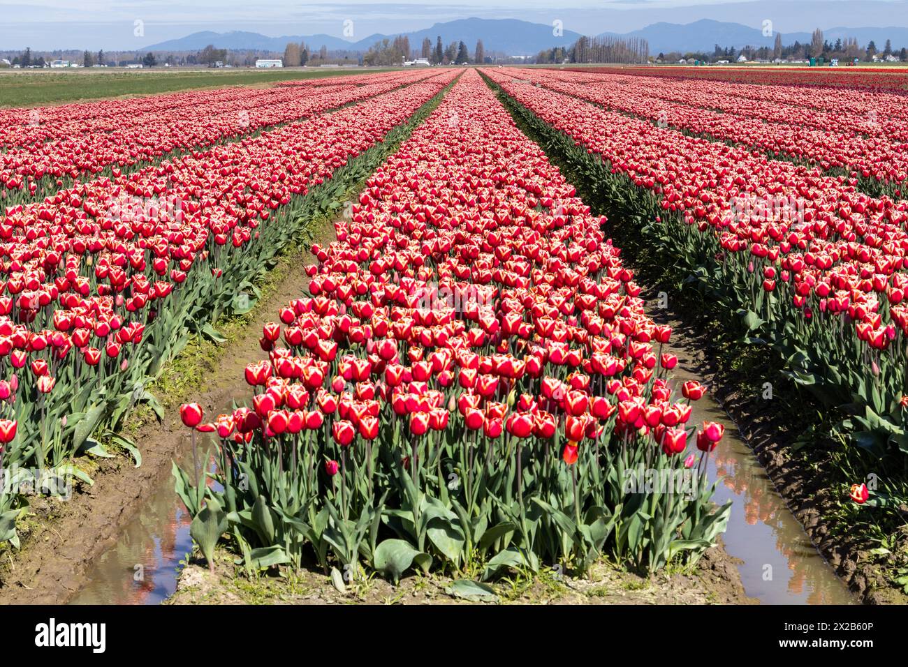 MT Vernon WA USA 1. April 2024 - Tulpenfeld im Skagit Valley Stockfoto