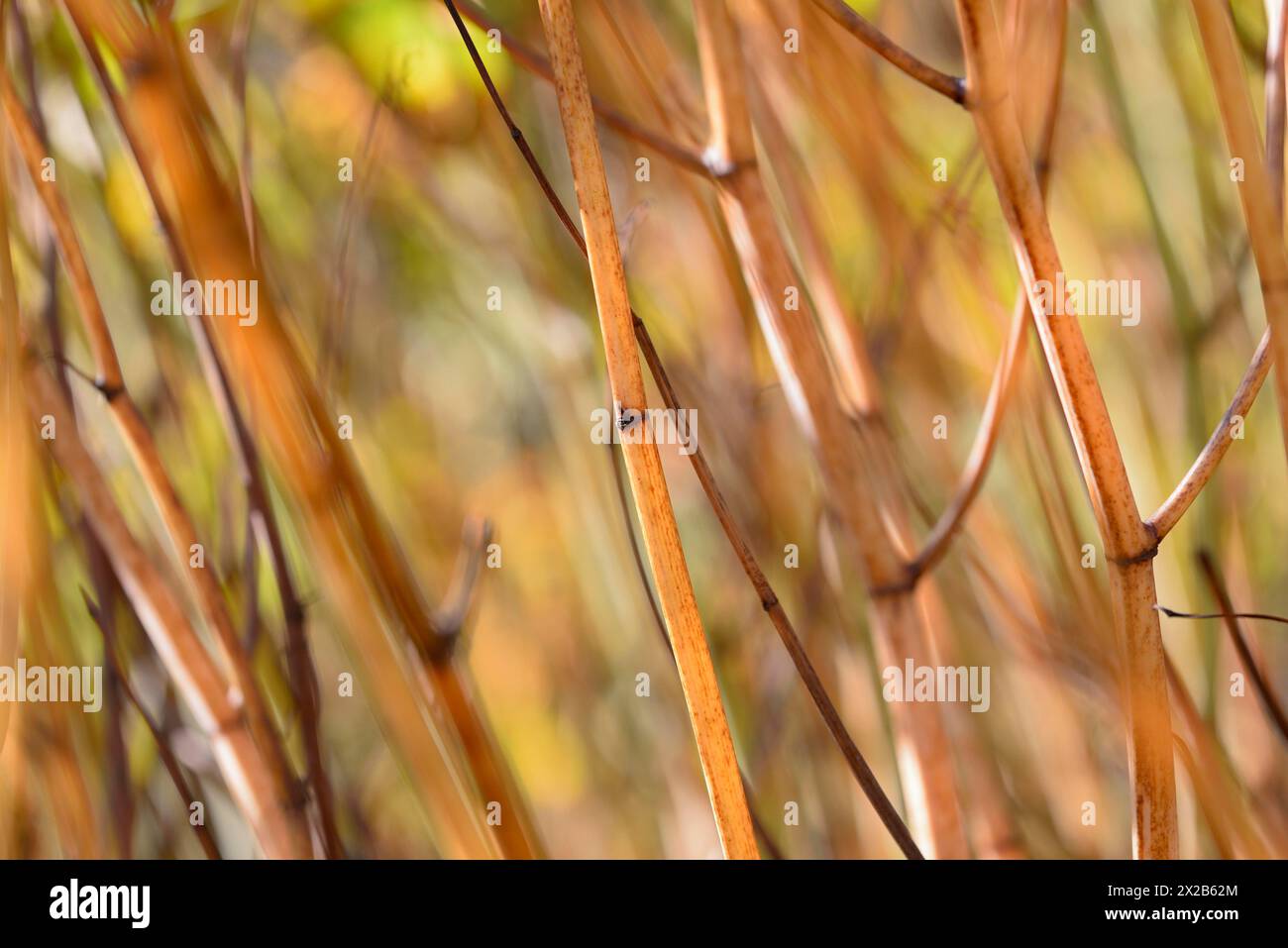 Reynoutria japonica (Fallopia japonica), herbstliche Pflanzenstängel, beleuchtet durch Sonnenlicht, Mosel, Rheinland-Pfalz, Deutschland, Europa Stockfoto