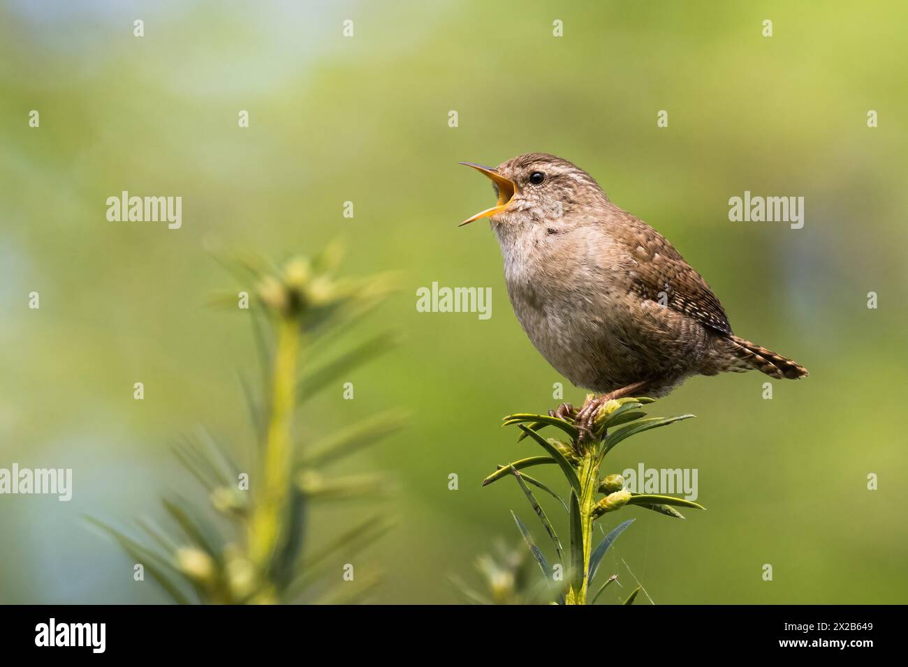 Eurasischer Zauner (Troglodytes troglodytes) singt auf einem Ast mit grünem, verschwommenem Hintergrund, Hessen, Deutschland Stockfoto