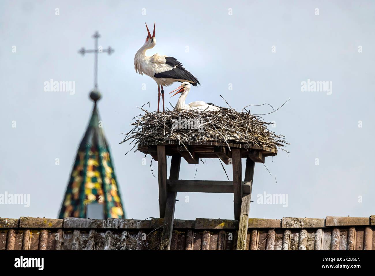 Störche auf einem Dach, Beuren an der Aach, Singen (Hohentwiel), Baden-Württemberg, Deutschland, Europa Stockfoto