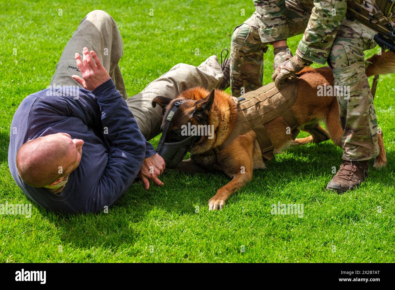 Etwa 200 Hunde arbeiten in der belgischen Armee. Erkennung, Angriff, Verteidigung, Detektion von Sprengkörpern. - Demonstration einer Terrorismusverhaftung | Près Stockfoto