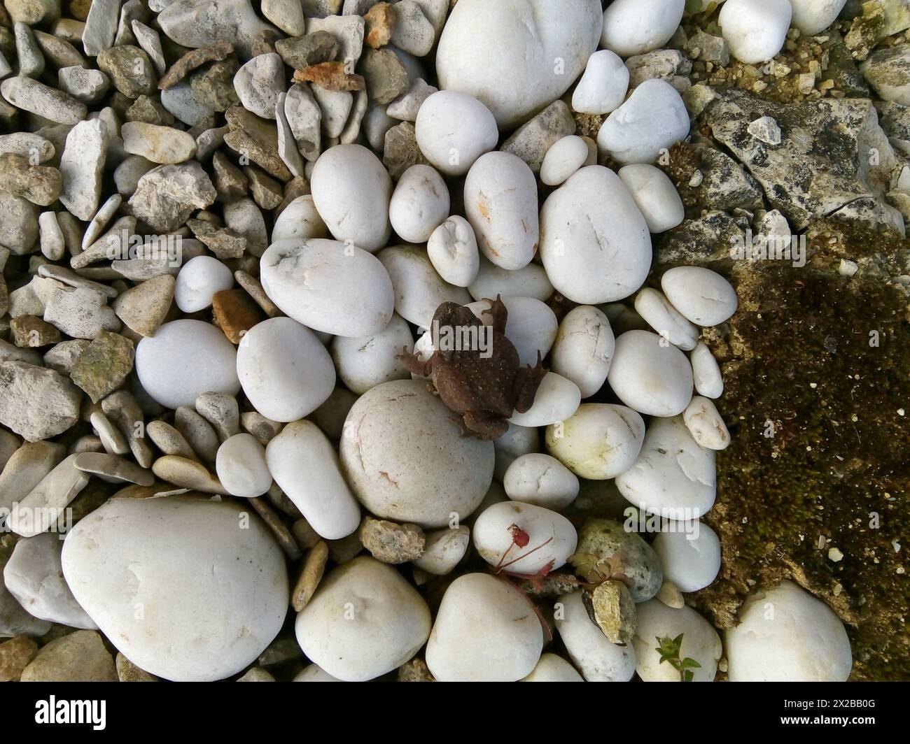 Une grenouille de jardin sur les Cailloux blancs, Frankreich Stockfoto