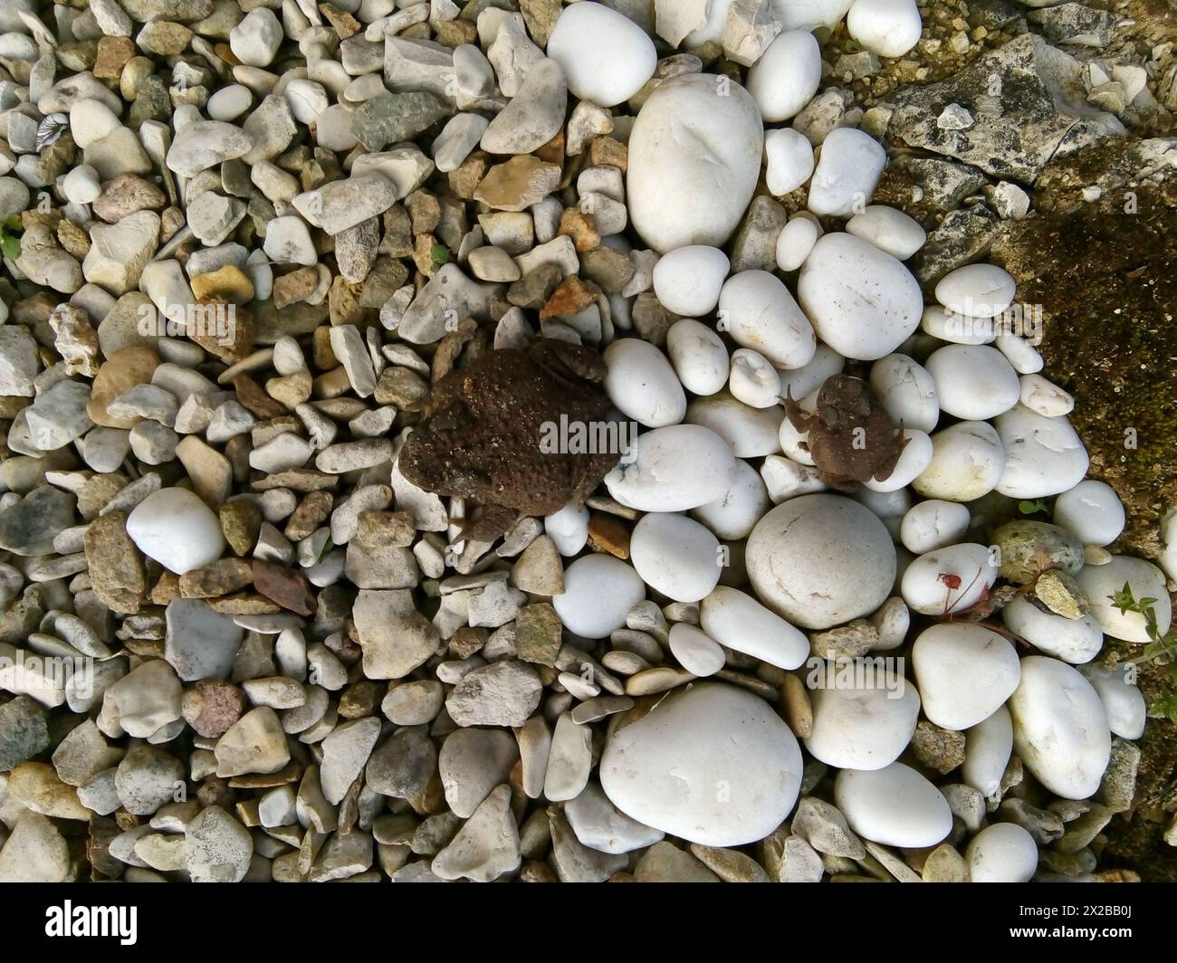 Une grenouille de jardin sur les Cailloux blancs, Frankreich Stockfoto