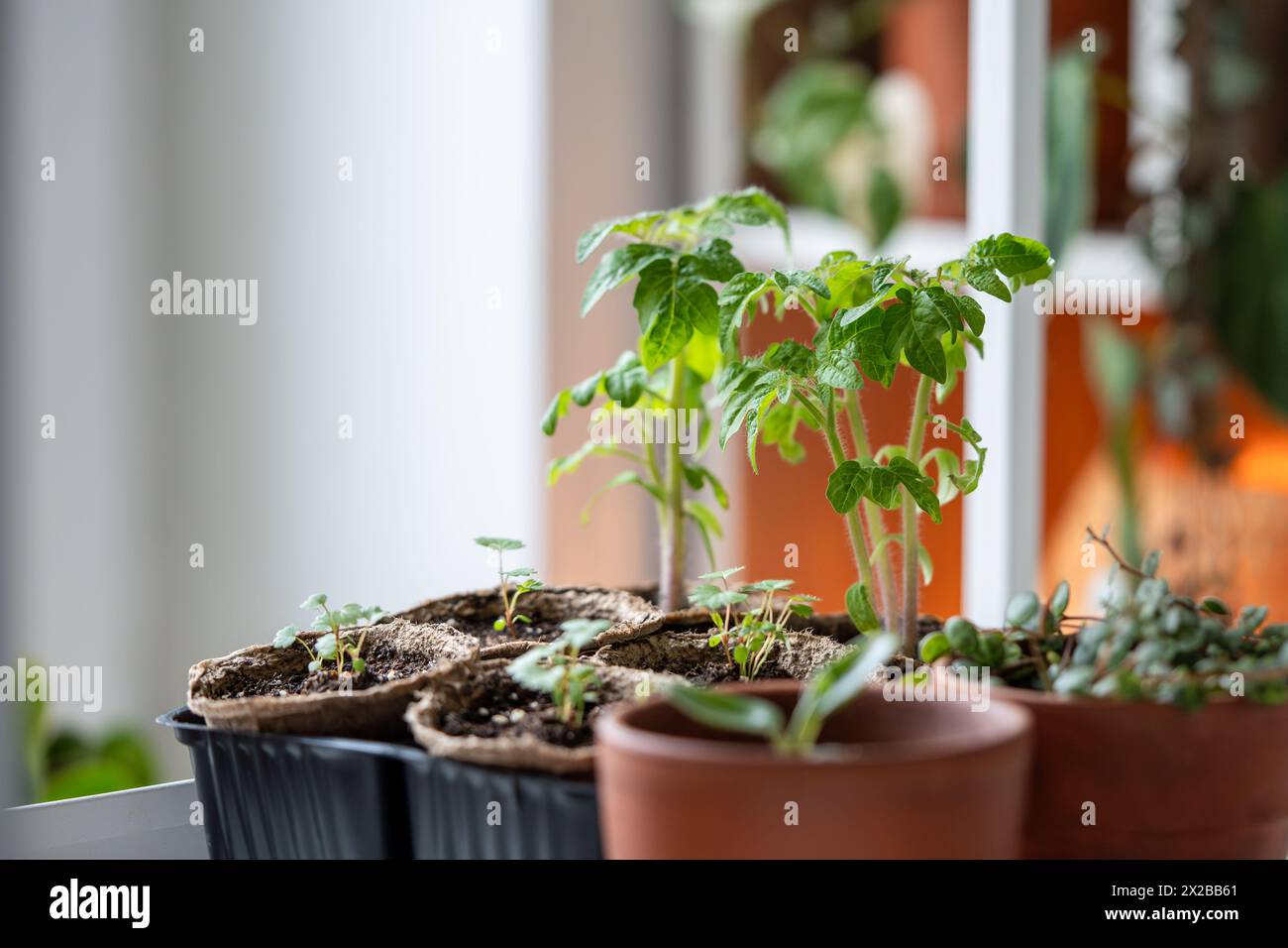Bio-Tomatensämlinge, die aus Saatgut zu Hause wachsen. Stockfoto