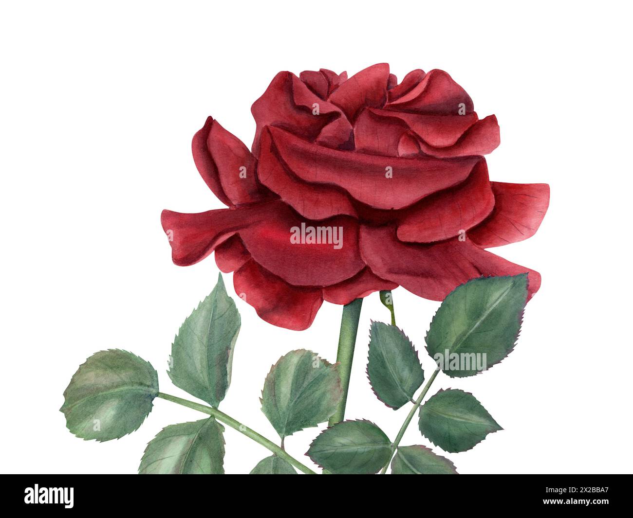 Dunkelrote Rose, grüne Blätter. Romantische Blume in rubinfarbenen Farben. Vintage realistische botanische Rose am Stiel. Aquarellillustration für Hochzeitsarrangements Stockfoto