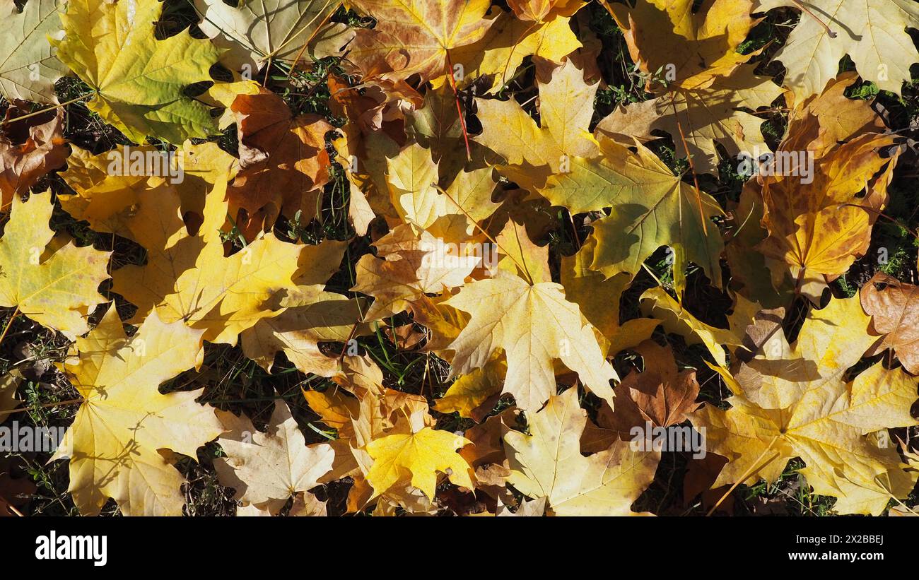 Ahorn hinterlässt Hintergrund. Ein indischer Sommer ist eine Periode ungewöhnlich warmen, trockenen Wetters. Viele wunderschöne bunt gefallene Ahornblätter liegen darauf Stockfoto