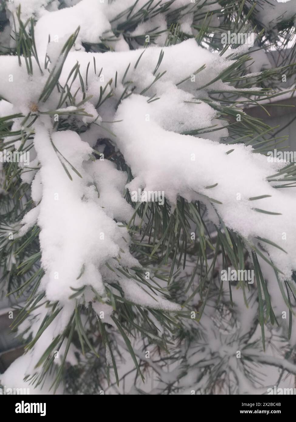 Winterhintergrund: Schneebedeckte Kiefernzweige Stockfoto