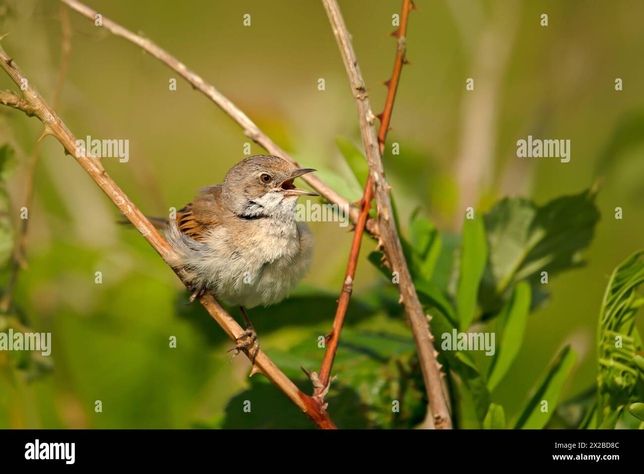 Nahaufnahme einer gewöhnlichen Jugendrufart des Weißen Roats Stockfoto
