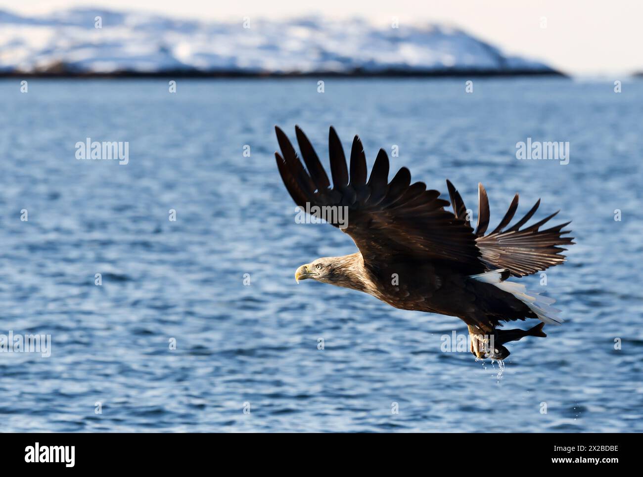 Nahaufnahme eines Seeadlers (Haliaeetus albicilla), der einen Fisch fängt, Norwegen. Stockfoto