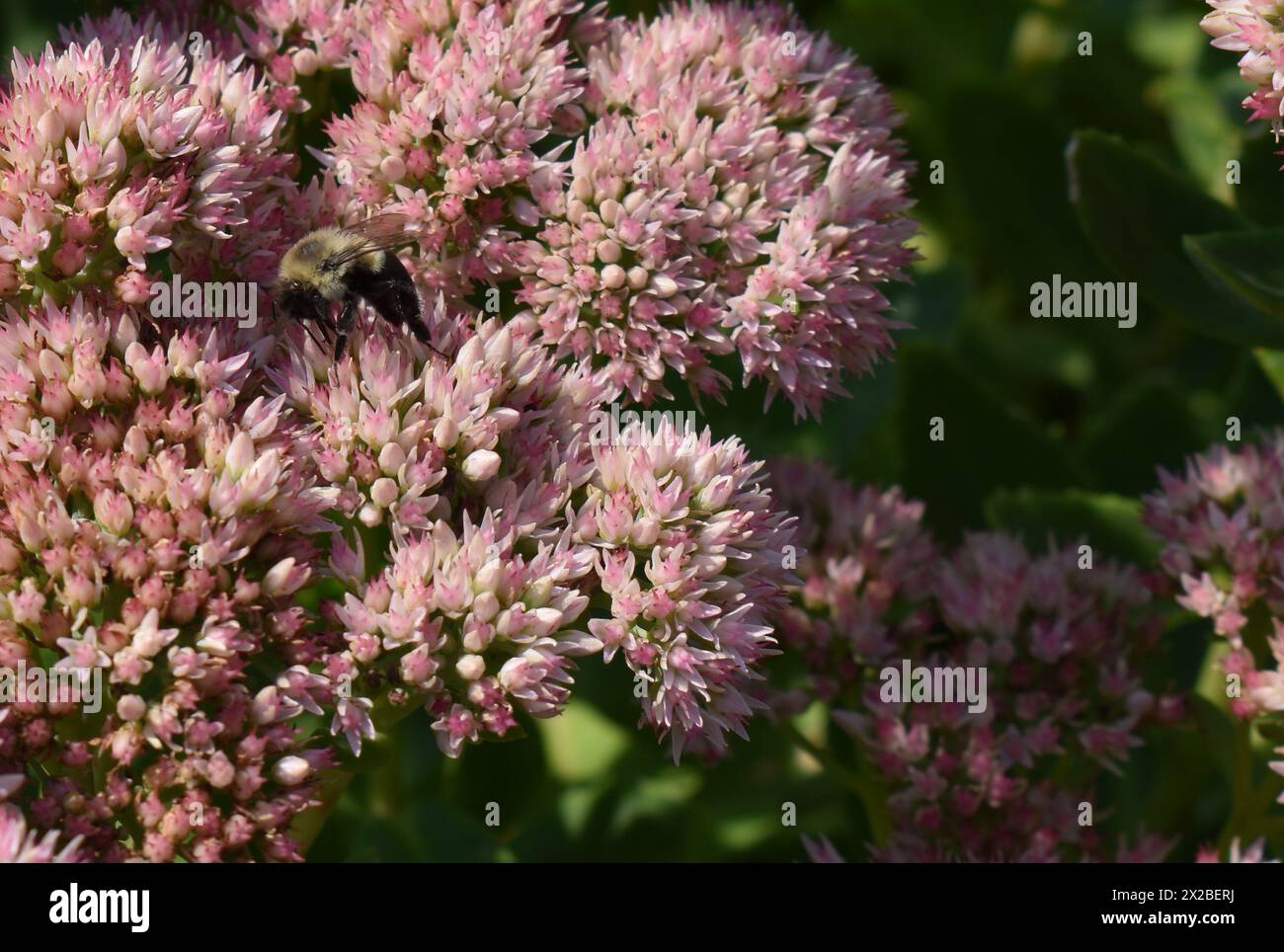Nahaufnahme von Bienennektar aus rosa Blume. Stockfoto