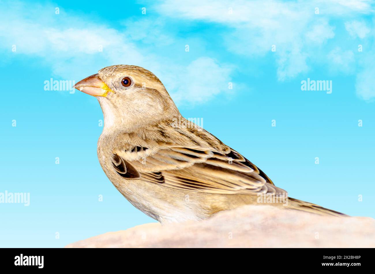 Ein Sparrow im Al Areen Wild Park, Bahrain Stockfoto