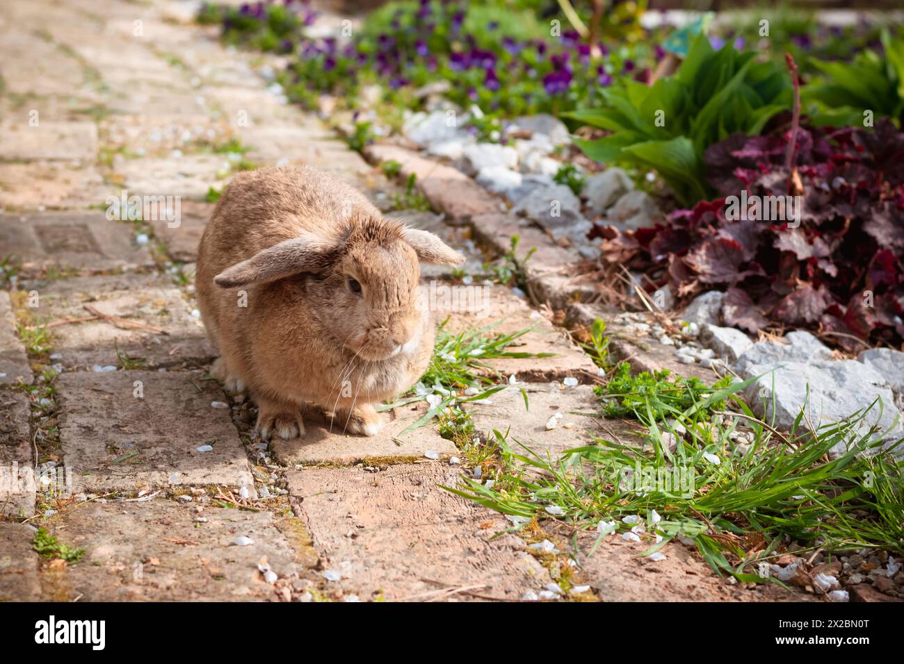 Niedliches Kaninchentier draußen im Garten Stockfoto